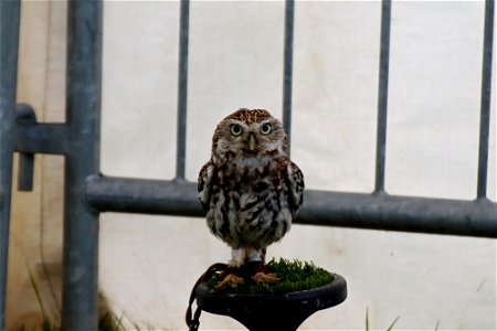 Little Owl. photo