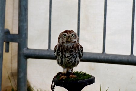 Little Owl.