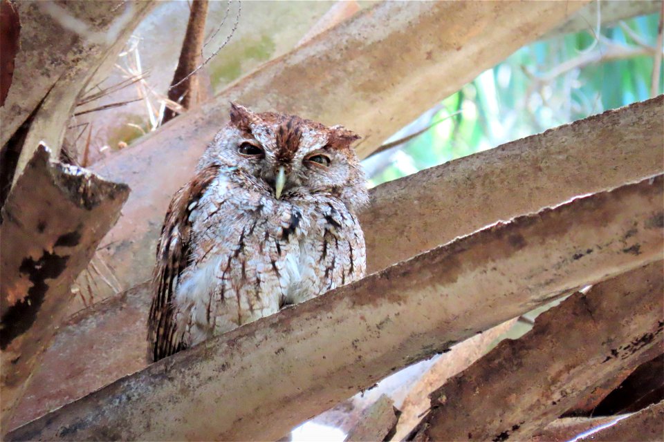 Eastern Screech-Owl