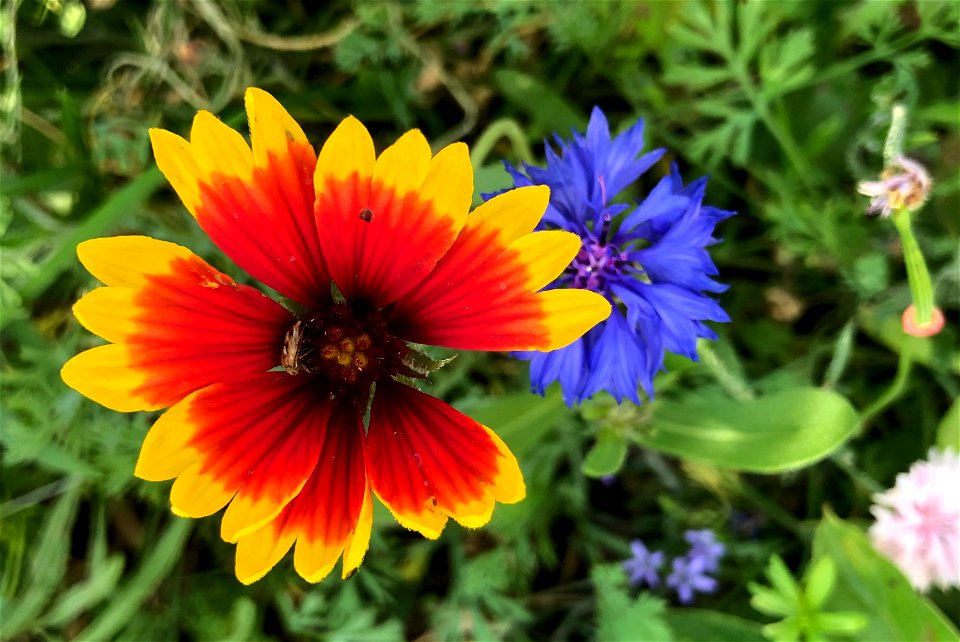 2021/365/269 The Wildflowers Keep Bursting the Scene