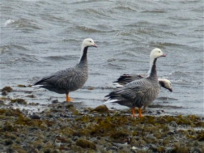 Emperor Geese