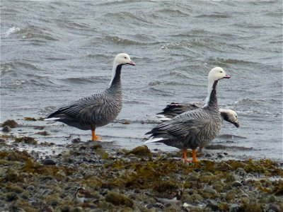 Emperor Geese photo