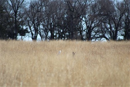 White-tailed Deer Owens Bay Lake Andes National Wildlife Refuge South Dakota