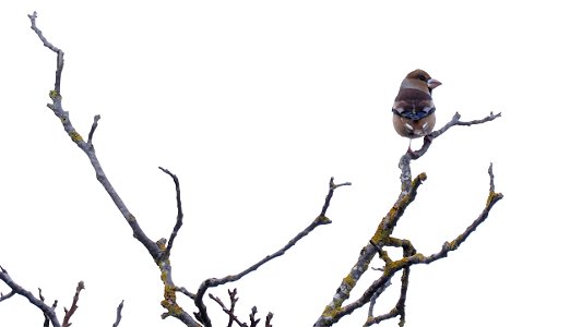 Der Kernbeißer hat einen luftigen Aussichtspunkt auf dem Walnussbaum