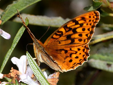 FRITILLARY, ZERENE (Speyeria zerene) (06-09-2022) lower eight dollar mountain road, josephine co, or (5)