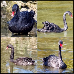 Black Swan