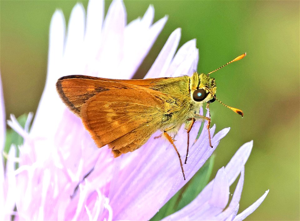 BROKEN-DASH, SOUTHERN (Wallengrenia otho) (05-30-2023) male, nags head woods ecological preserve, dare co, nc -03