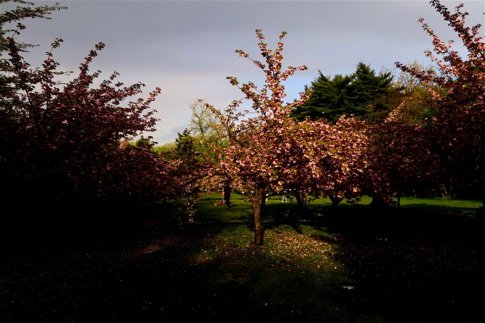 japanes_garden_rain_Herastrau (49)