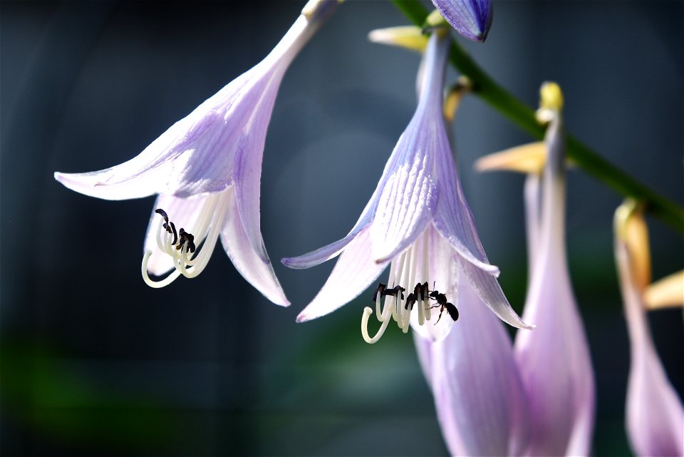 Hasta pollination