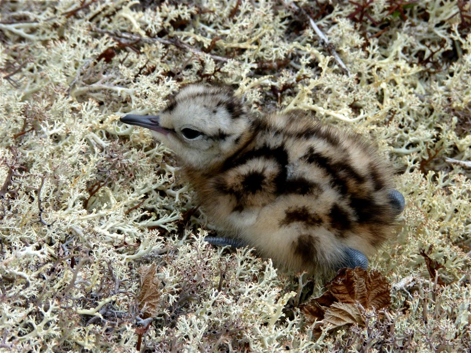 Bristle-thighed Curlew chick