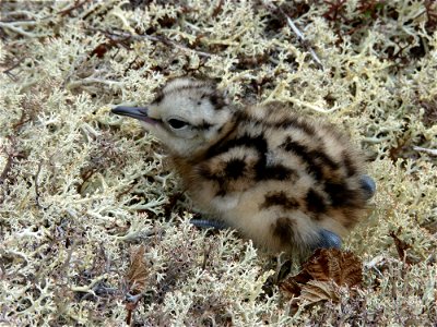 Bristle-thighed Curlew chick photo
