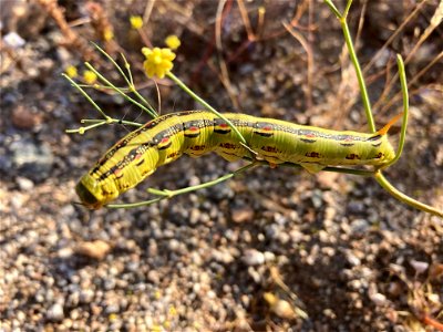 White-lined sphinx larva photo