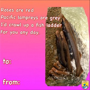 Pacific Lamprey Valentine's Day Card photo