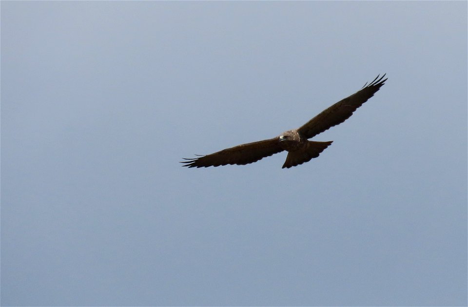 Swainson's Hawk