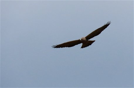 Swainson's Hawk