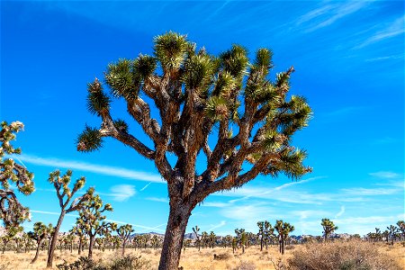 Joshua Tree National Park