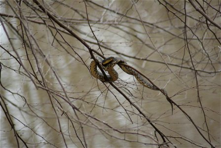 Broad banded watersnake photo