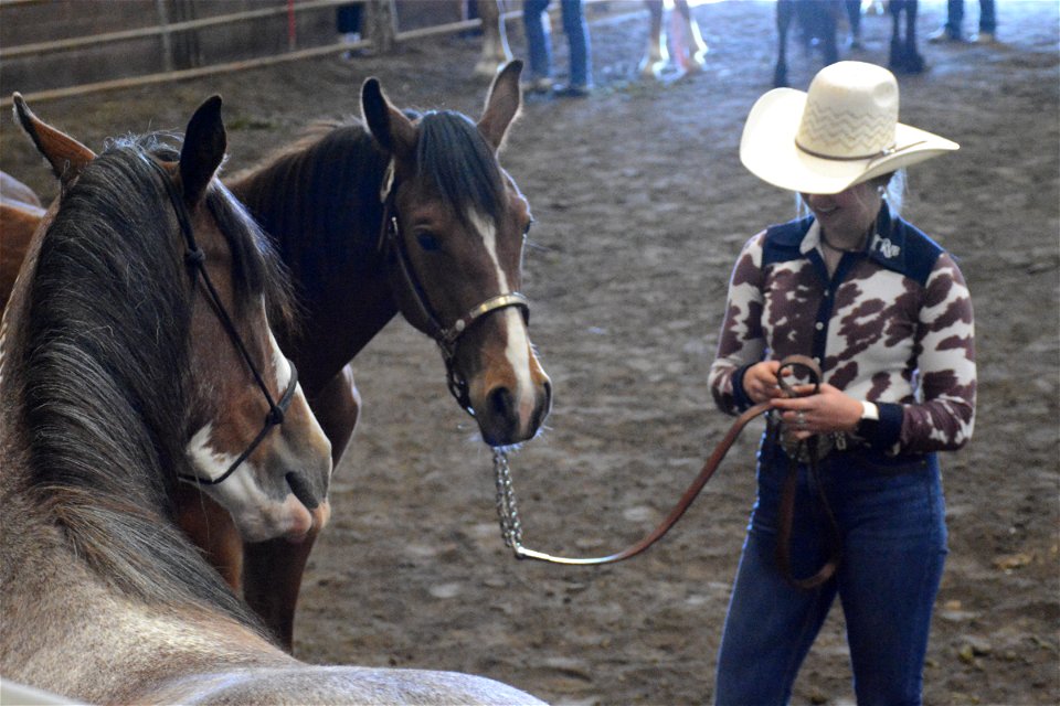 Northern Utah Wild Horse & Burro Festival - 2022 photo