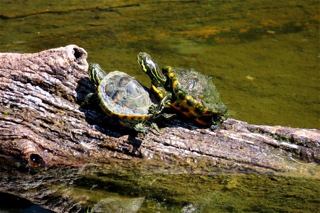 Baby turtles at Green Cay