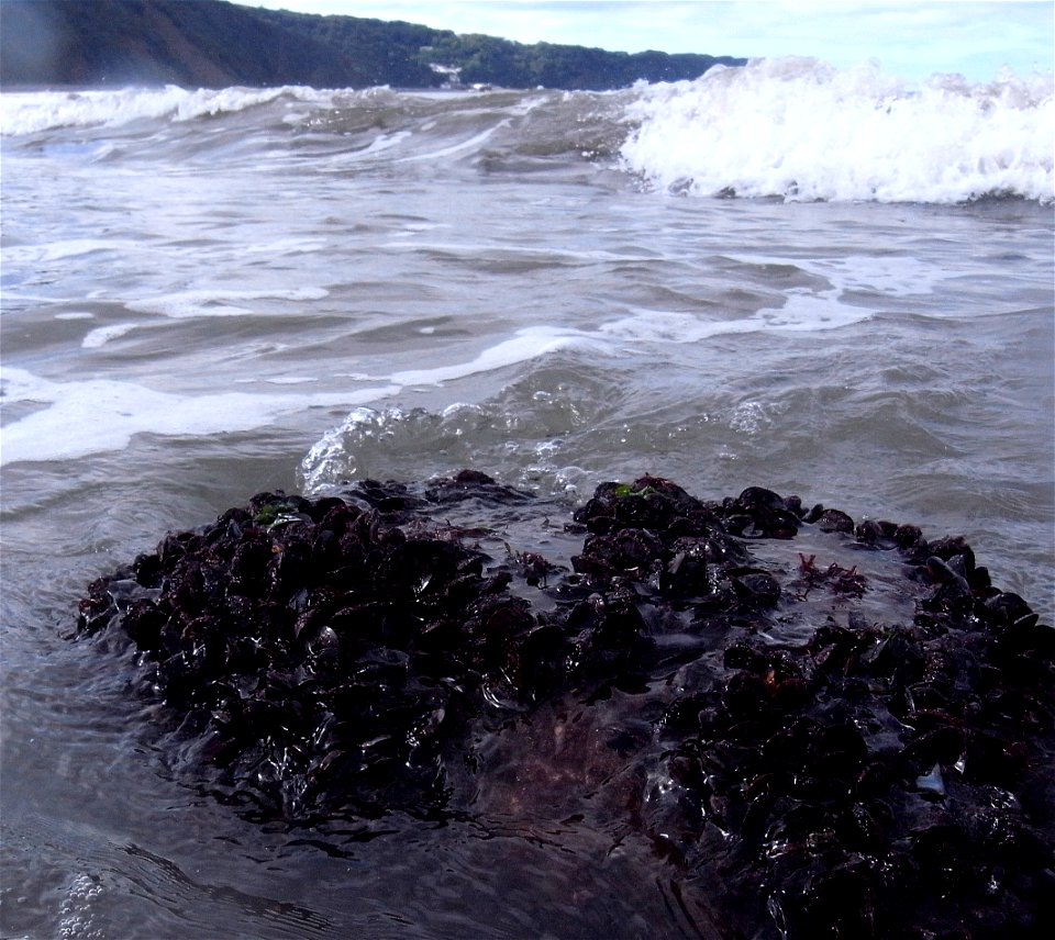 Muscles, Surf, Clovelly, Devon, UK