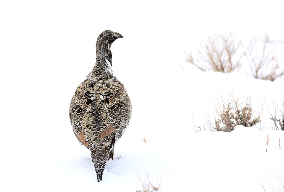 Greater sage-grouse on Seedskadee National Wildlife Refuge