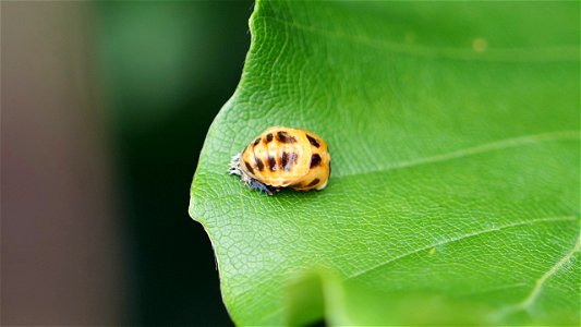 Marienkäfer-Puppe, vermutlich Harmonia axyridis