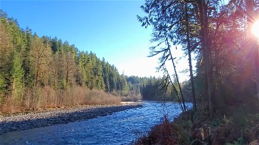 Autumn morning walk along the Old Sauk Trail, Mt. Baker-Snoqualmie National Forest. Video by Anne Vassar December 2, 2020.