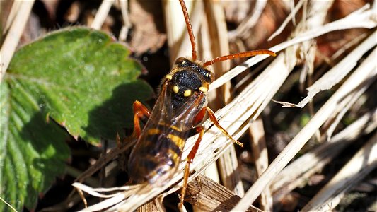 Nomada sp. (Wespenbiene) - Weibchen