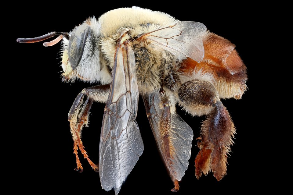 Centris trigonoides, m, Costa Rica, left side_2020-10-12-19.06.40 ZS PMax UDR copy