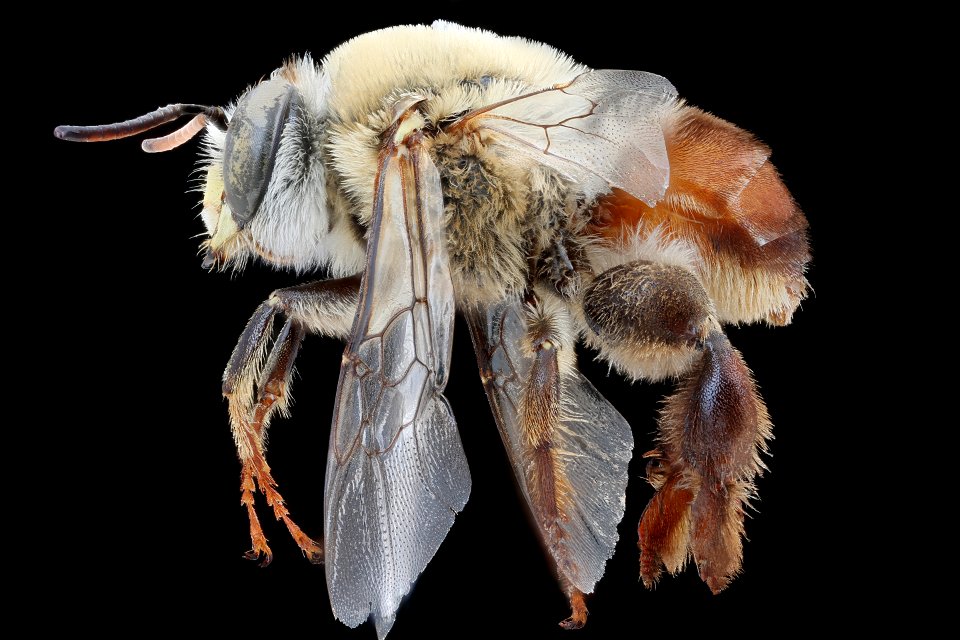 Centris trigonoides, m, Costa Rica, left side_2020-10-12-19.06.40 ZS PMax UDR copy photo