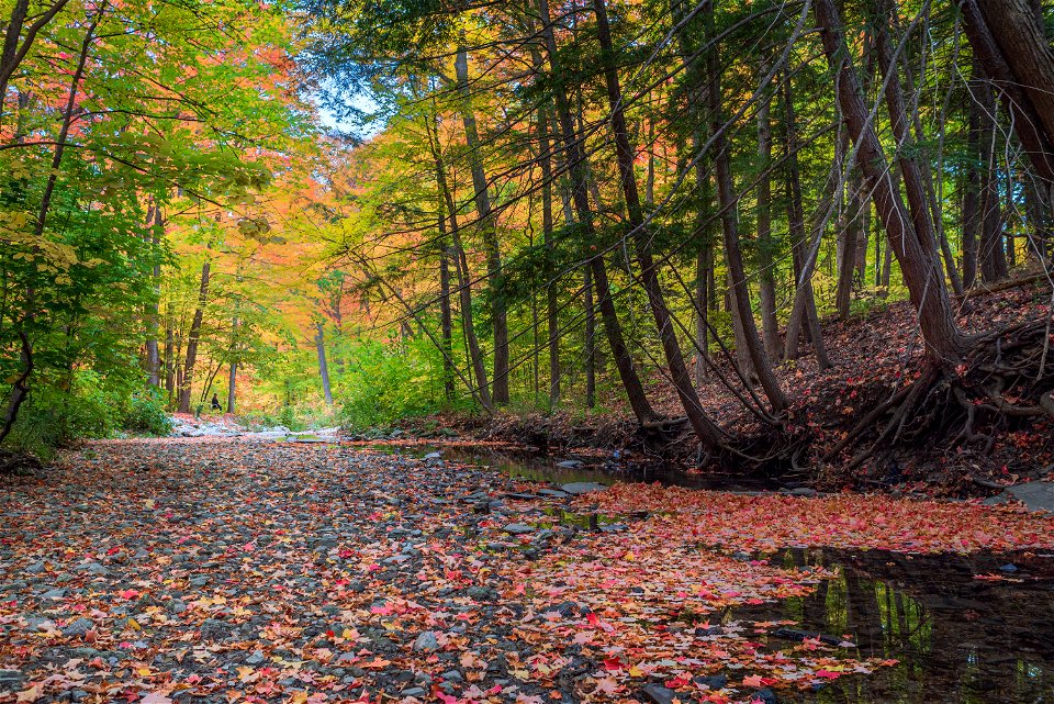 Sawmill Creek