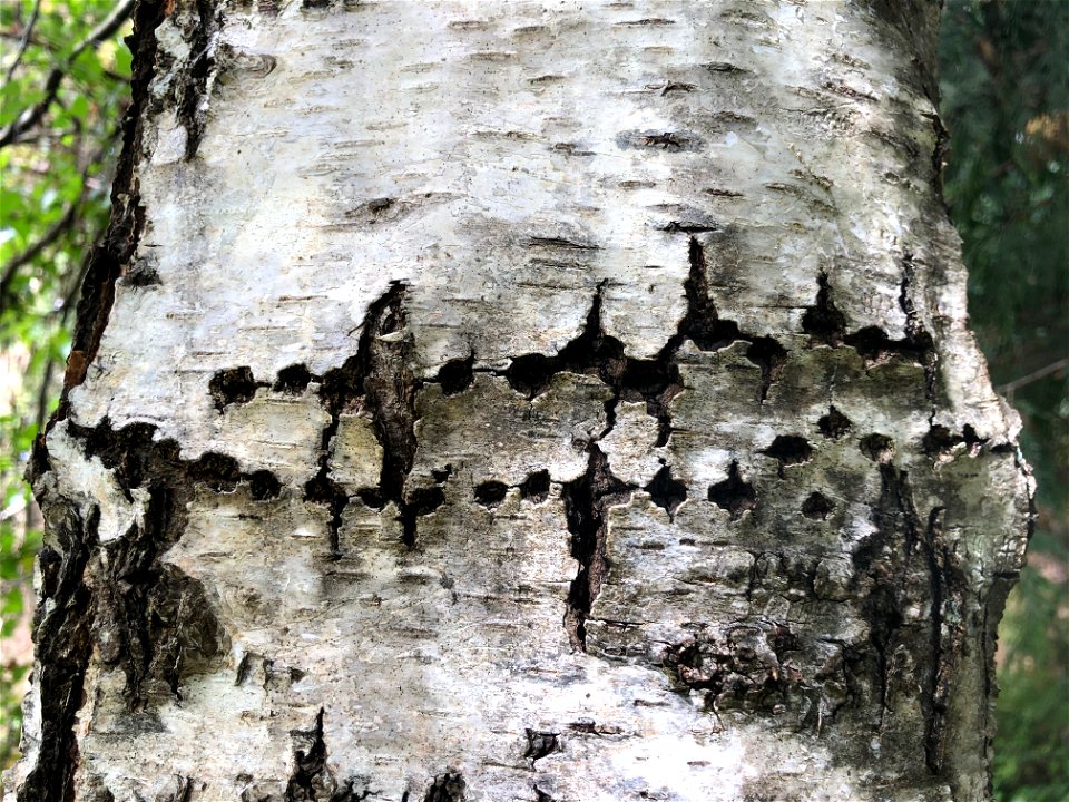 If This Bark Could Talk...