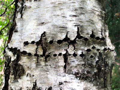 If This Bark Could Talk... photo