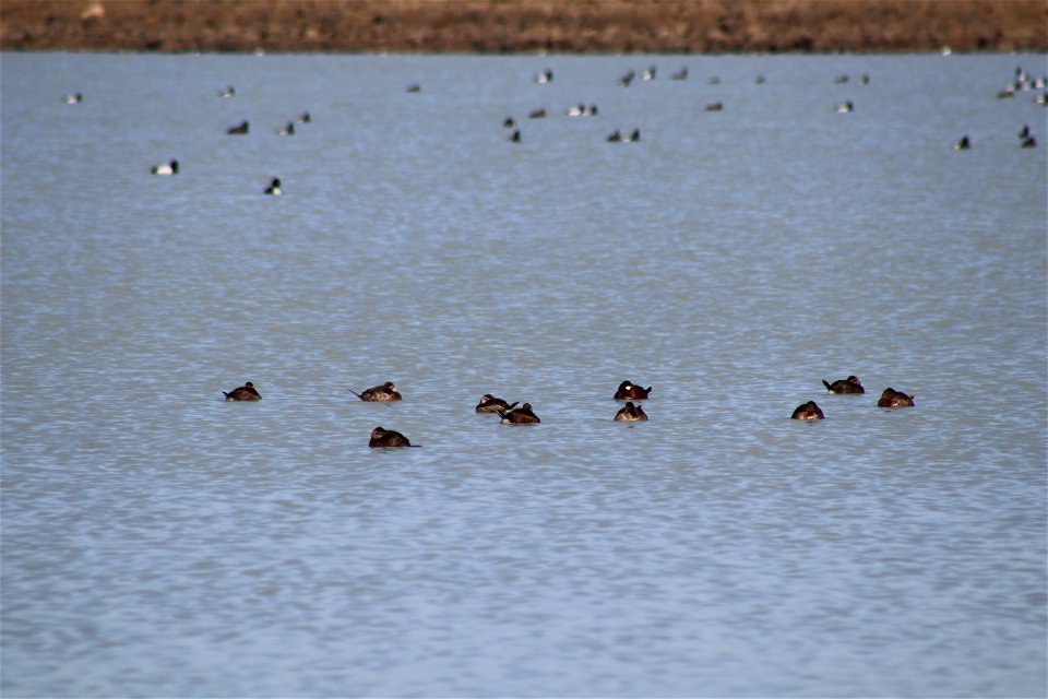 Waterfowl Lake Andes National Wildlife Refuge South Dakota