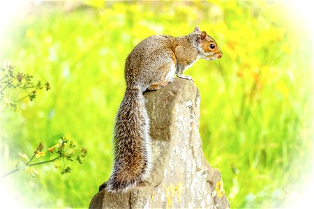 Churchyard Squirrel