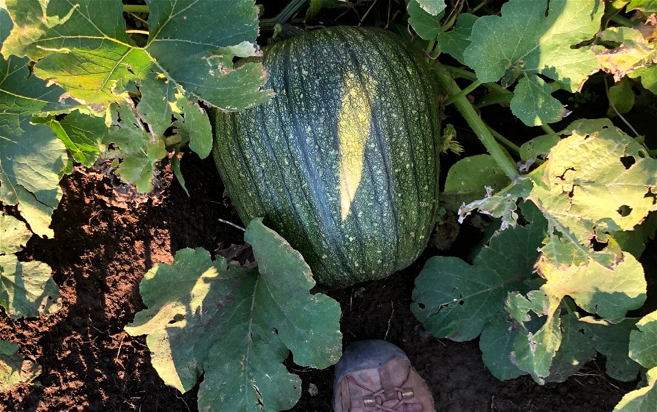 Hey Linus, Found your Pumpkin