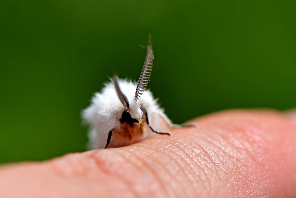 Virginia tiger moth