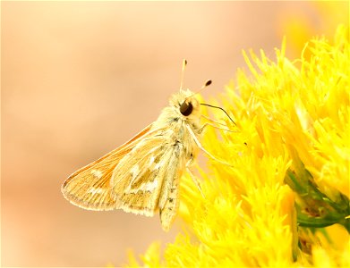 An Uncas skipper (Hesperia uncas) nectaring on a rubber rabbitbrush at Seedskadee National Wildlife Refuge