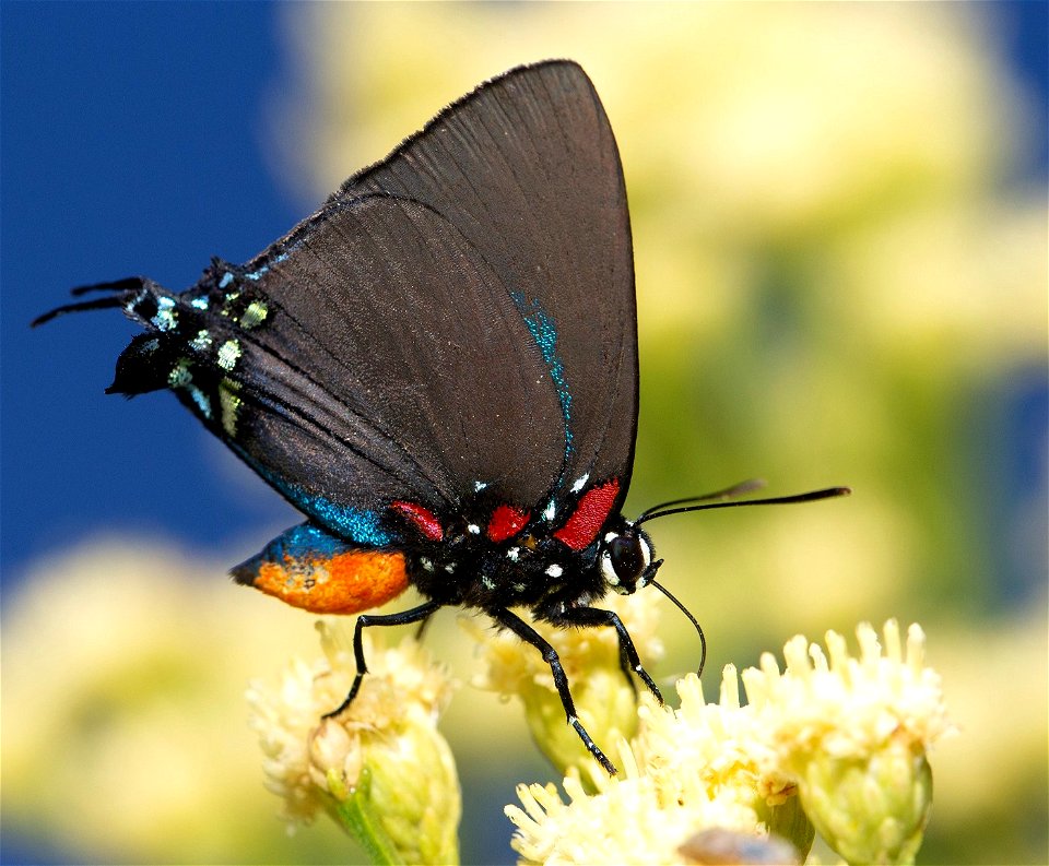 Great purple hairstreak butterfly
