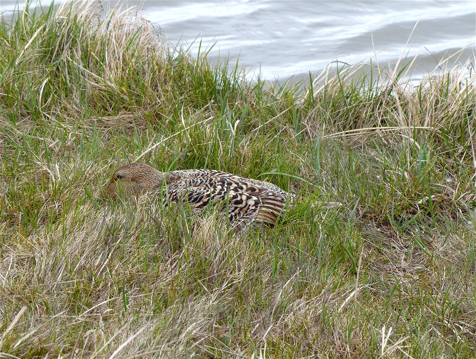 Common Eider on nest