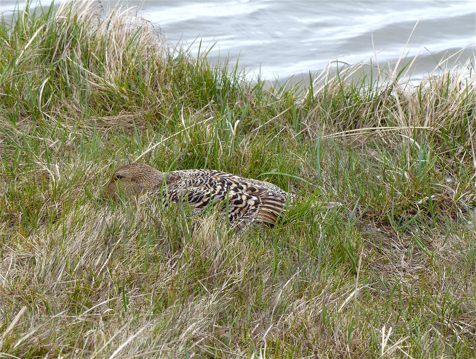 Common Eider on nest photo