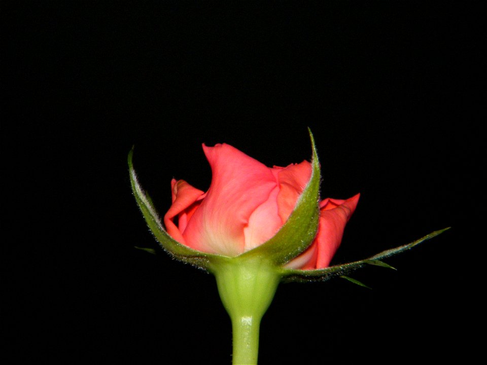trandfmic_timelps2011_1109_082311