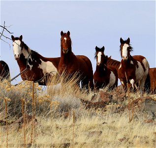 Horses on the range photo
