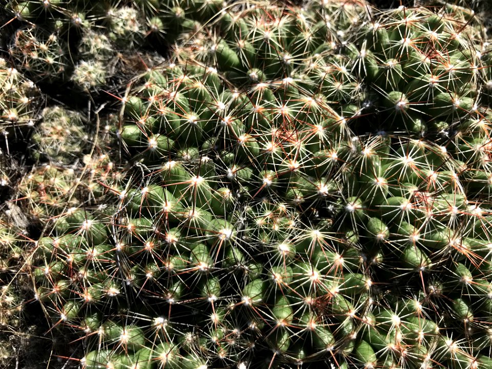 Pincushion Cactus Lake Andes Wetland Management District South Dakota