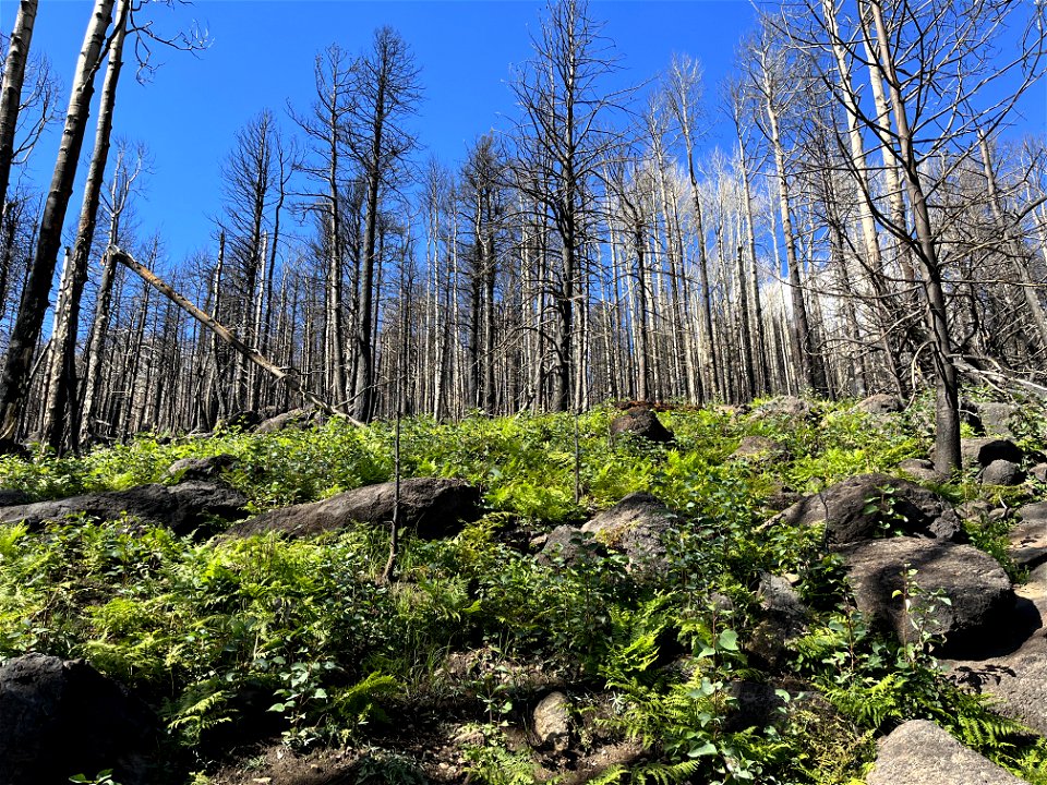 abundant plant recovery of aspens and ferns on lower slopes of Fremont Peak in high intensity SBS