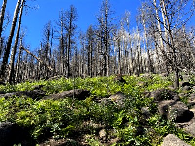 abundant plant recovery of aspens and ferns on lower slopes of Fremont Peak in high intensity SBS photo
