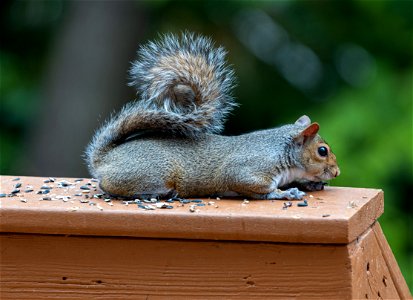 Day 156 - Lazy Squirrel photo