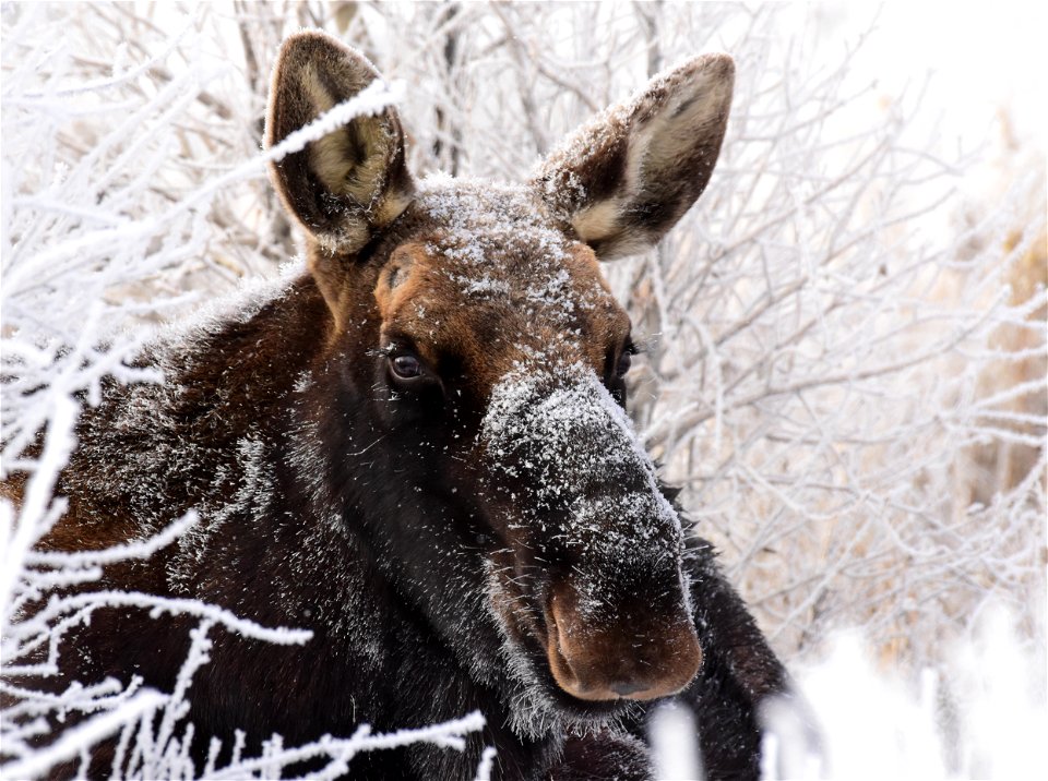 Moose at Seedskadee National Wildlife Refuge