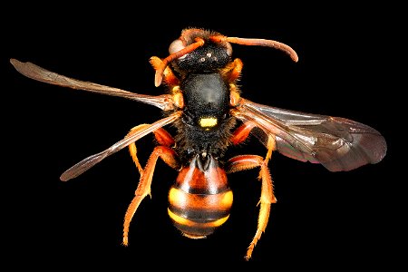 Nomada bifasciata, f, back, J.T. Smit, Netherlands_PMax UDR 01 copy