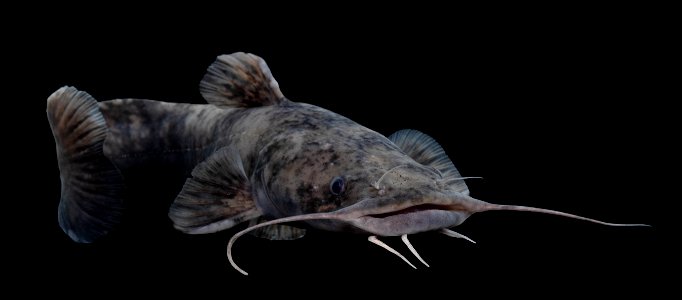 Flathead Catfish on Black photo